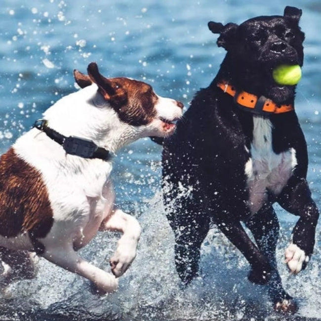 Vattentät Elektronisk Anti-Bark Halsband för Hund – Lång Räckvidd Fjärrkontroll