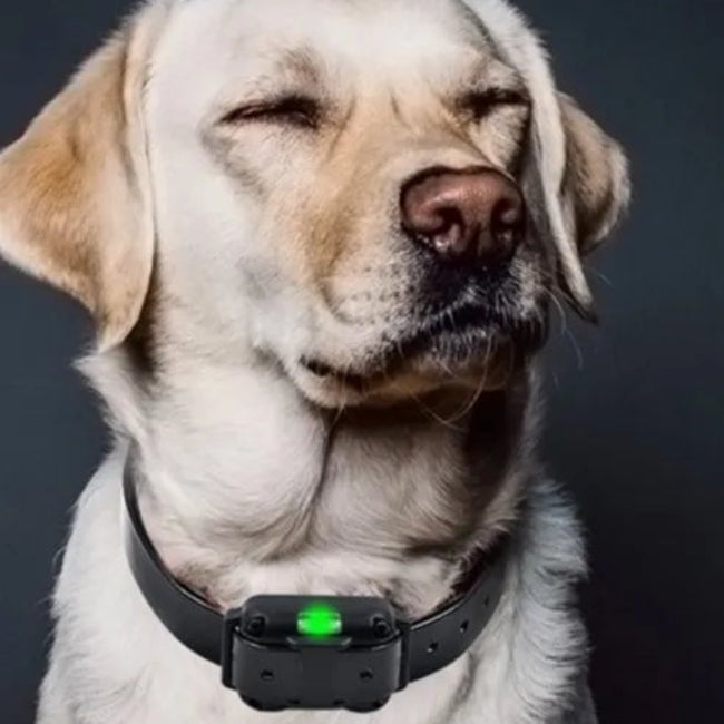Vattentät Elektronisk Anti-Bark Halsband för Hund – Lång Räckvidd Fjärrkontroll