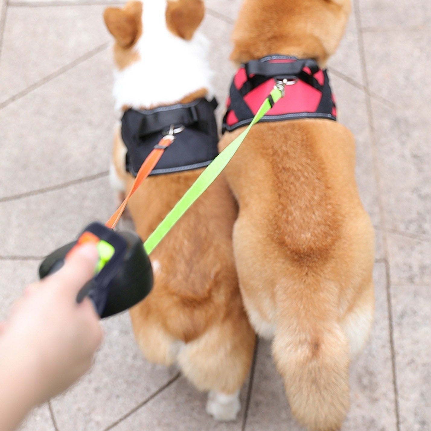 Dubbelkoppel för hund | Utdragbart hundkoppel med LED-lampa | Norrkoppel