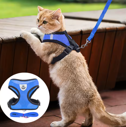 Svart kattsele med koppel för trygga och bekväma promenader utomhus.